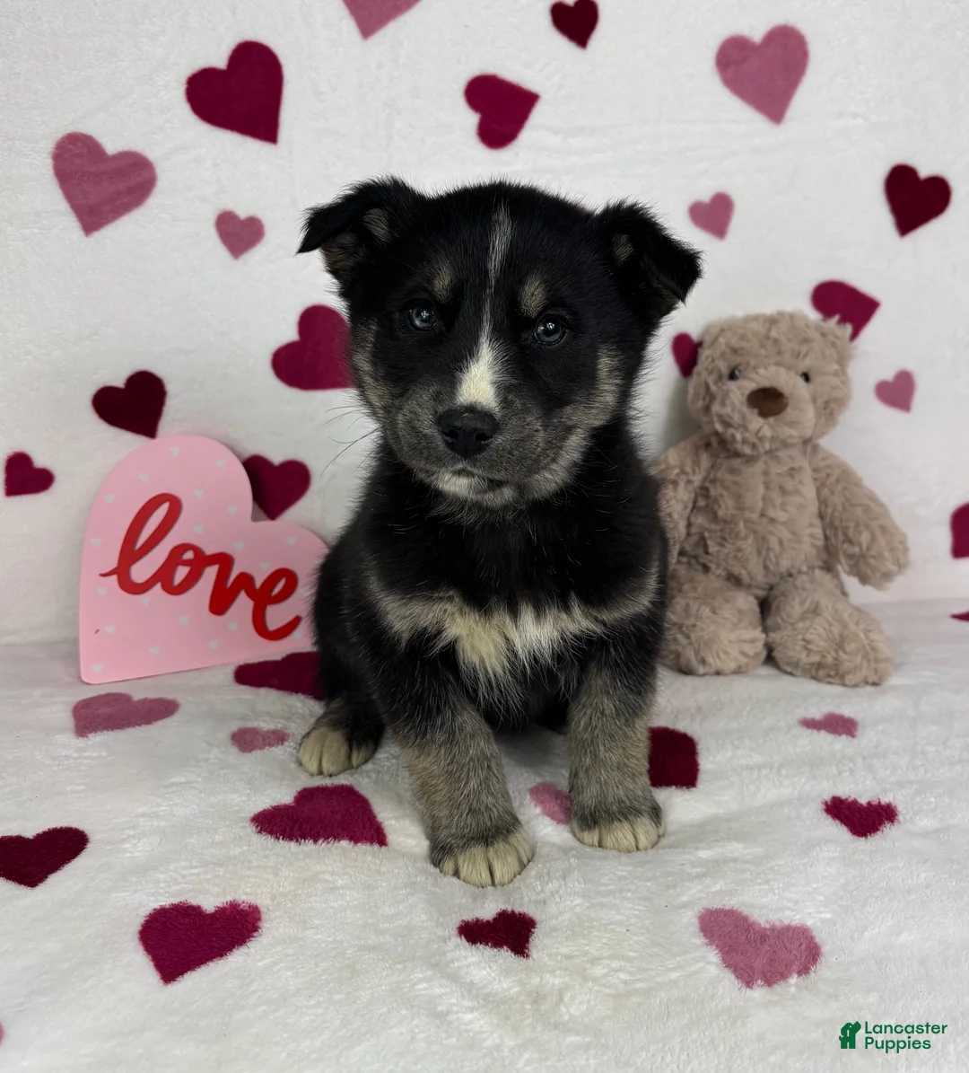 Mixed Breed dogs for sale: Clyde - Ad 2