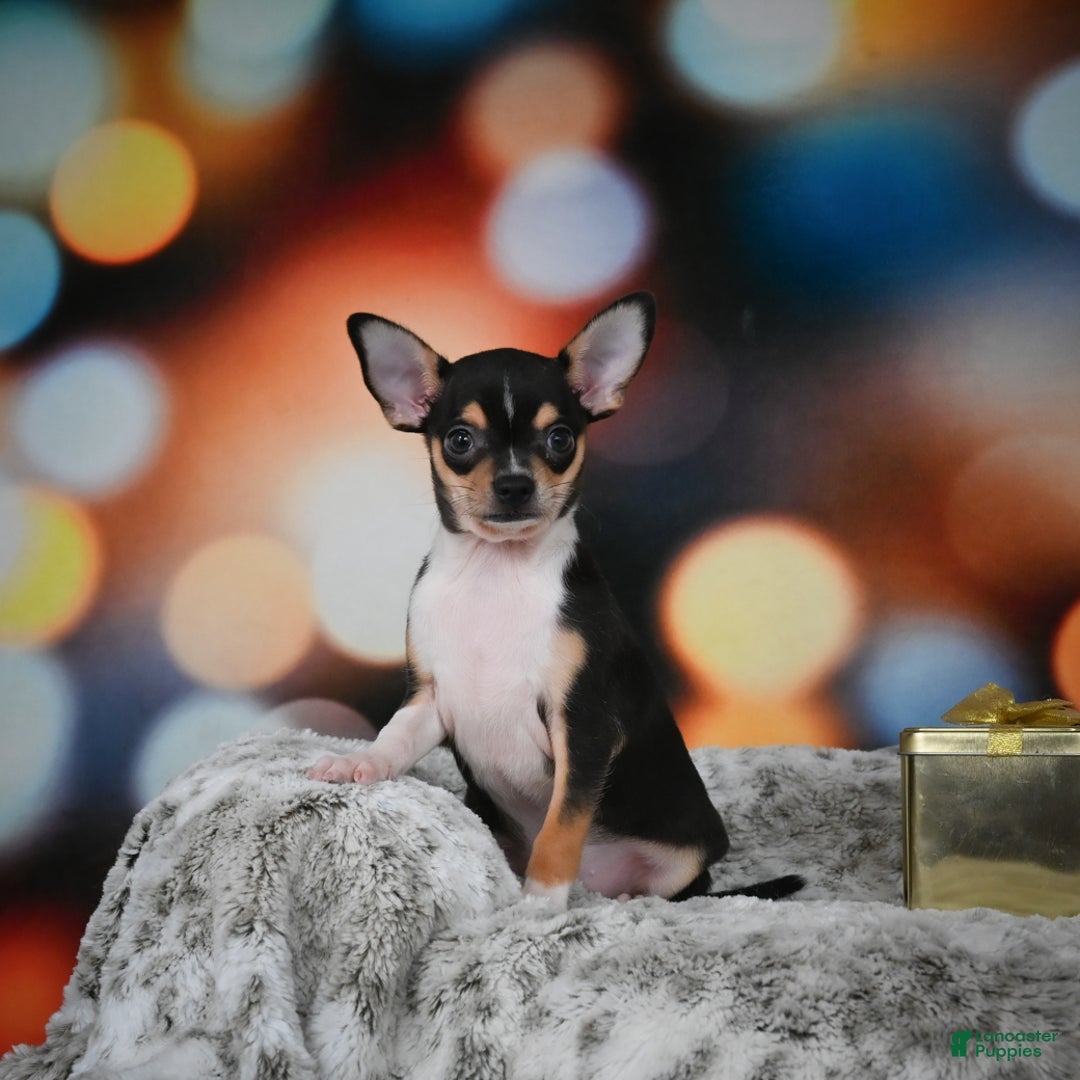 Chihuahua dogs for sale: Luca - Ad 1