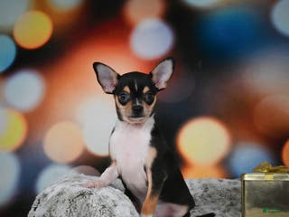 Chihuahua dogs Luca - Ad 27