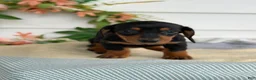 Miniature Dachshund dogs for sale: Janie - Ad 16