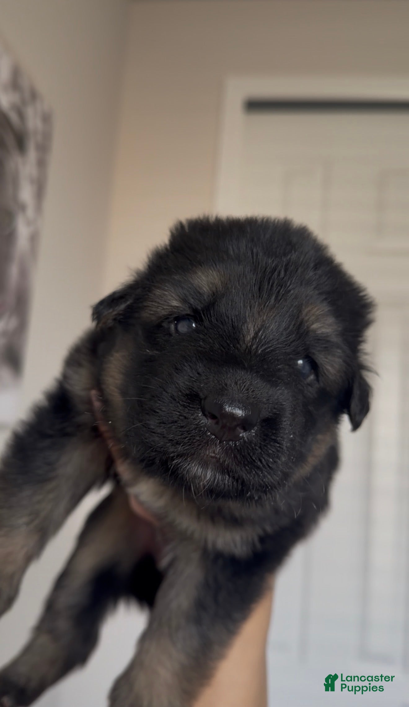 German Shepherd dogs for sale: Sunflower  - Ad 1
