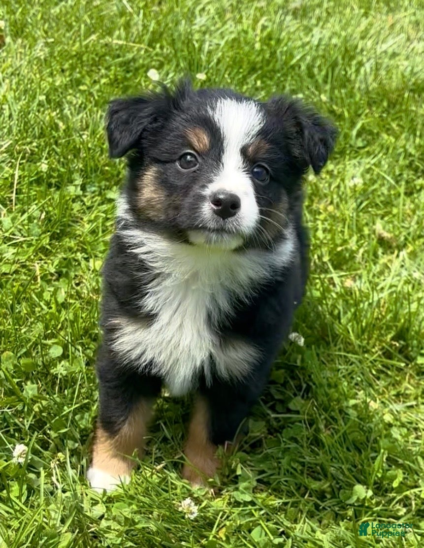 Australian Shepherd dogs Lucy  - Ad 2
