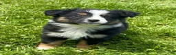 Australian Shepherd dogs for sale: Lucy  - Ad 2