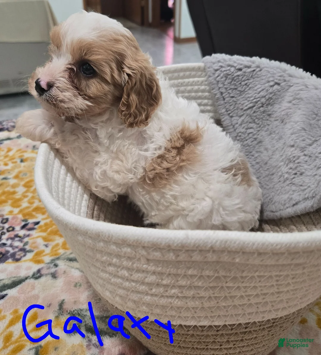 Cavapoo dogs for sale: Galaxy - Ad 3