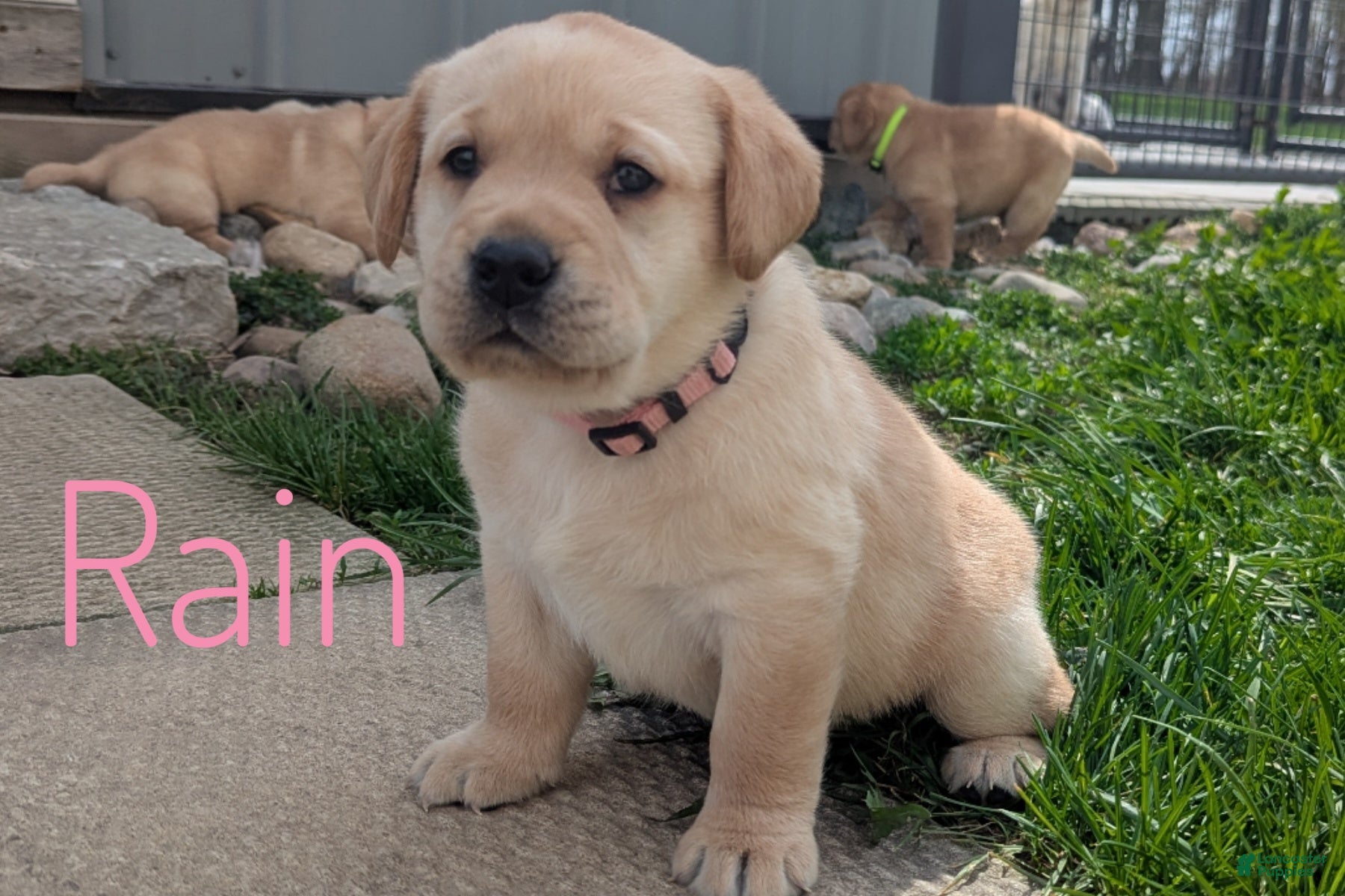 Labrador Retriever dogs Rain - Ad 2