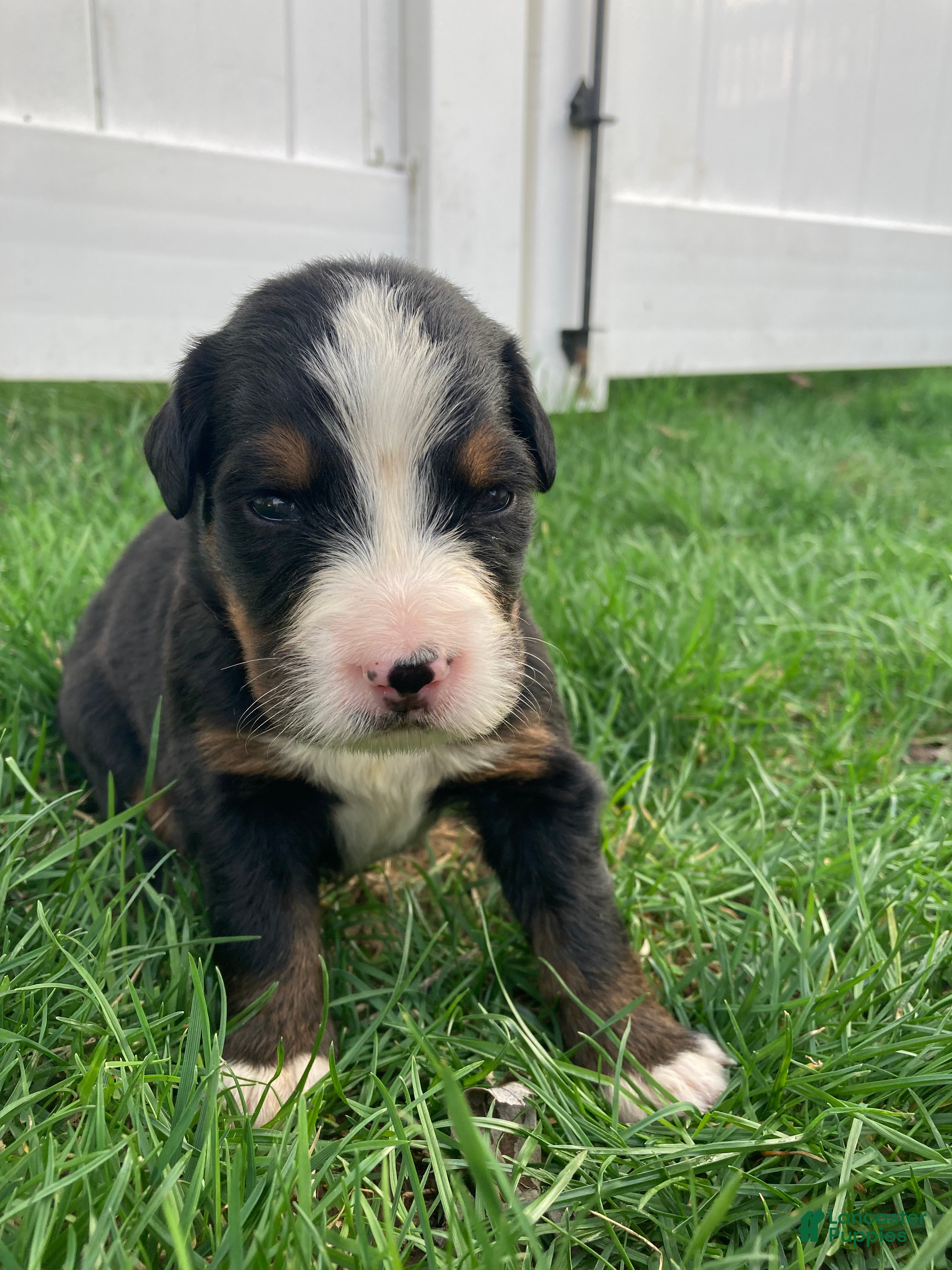 Bernese Mountain Dog dogs Aurora - Ad 1