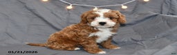 Cavapoo dogs for sale: Mason - Ad 3