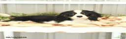 Cavalier King Charles Spaniel dogs for sale: Keller - Ad 3