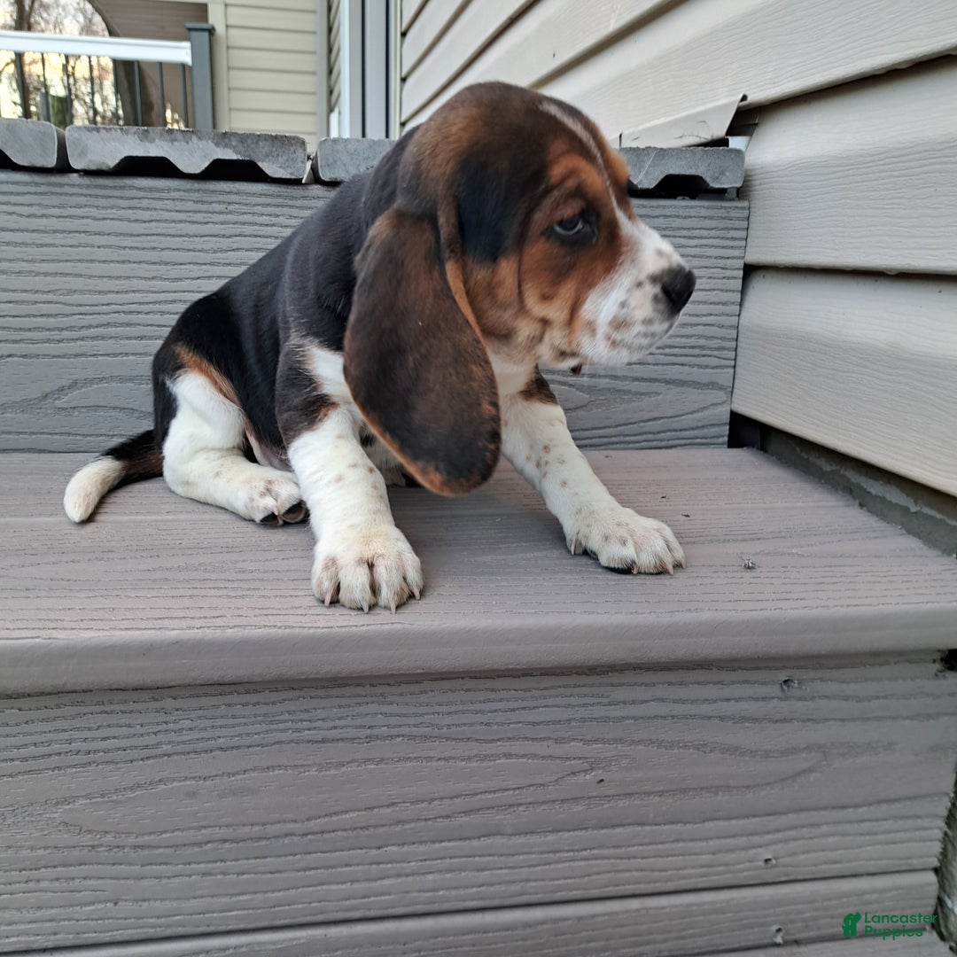 Beagle dogs for sale: HANK - Ad 3