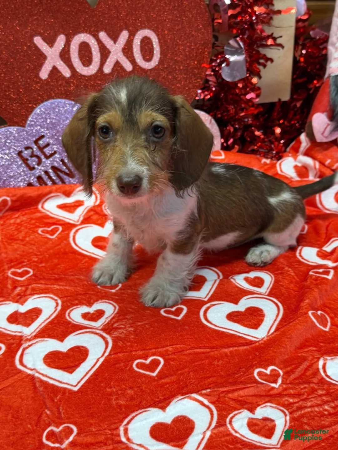 Miniature Dachshund dogs for sale: Nugget - Ad 3