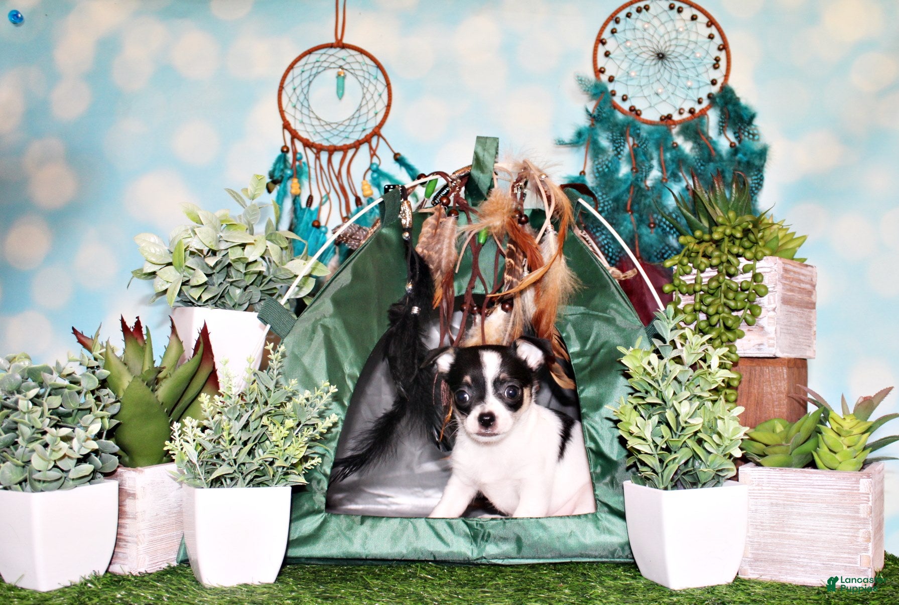 Chihuahua dogs Reuben - Ad 23