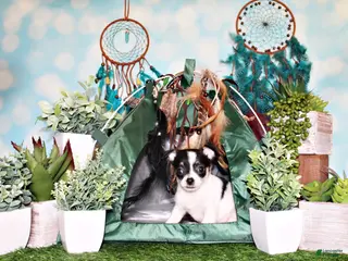 Chihuahua dogs Reuben - Ad 23