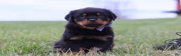 Rottweiler dogs for sale: Russel - Ad 6