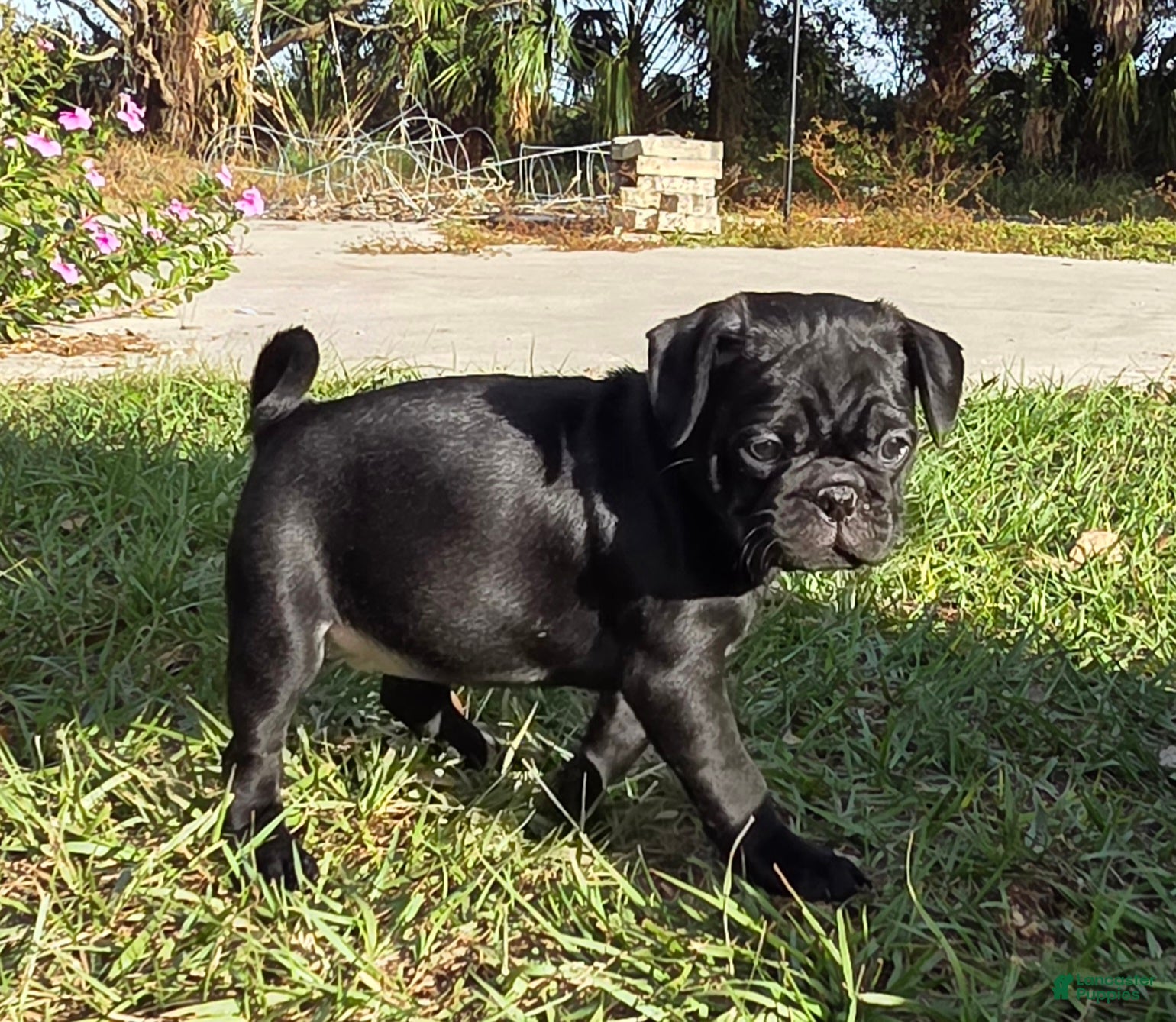 Mixed Breed dogs Lacey - Ad 3