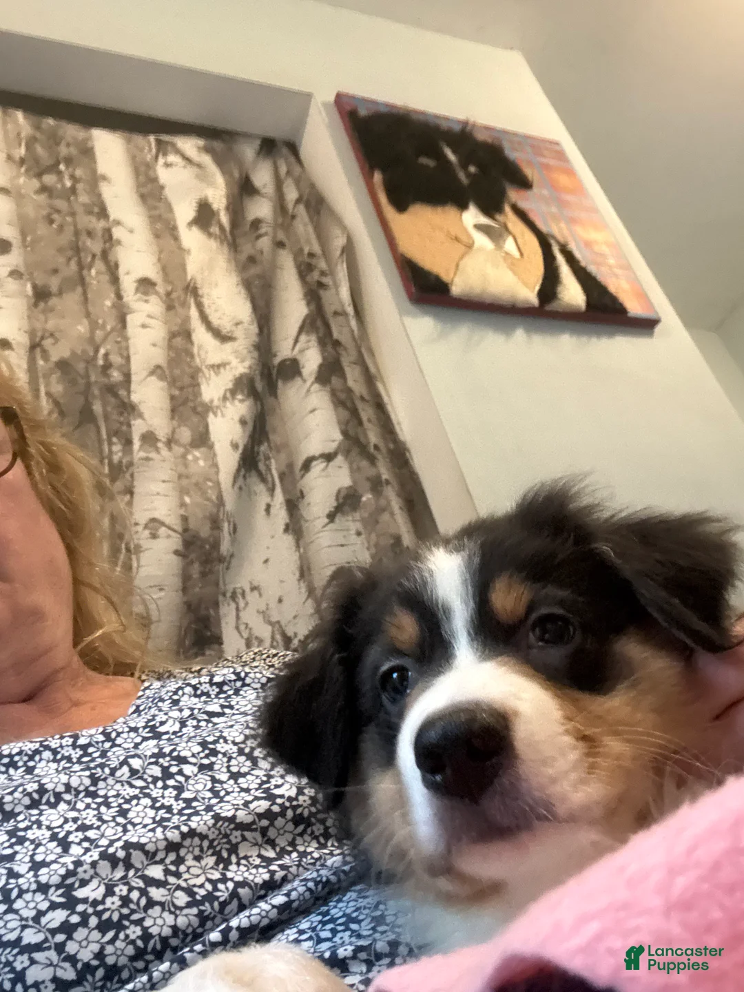 Australian Shepherd dogs for sale: Australian Shepherd 1 - Ad 2