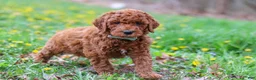 Goldendoodle dogs for sale: Carson F1b - Ad 5