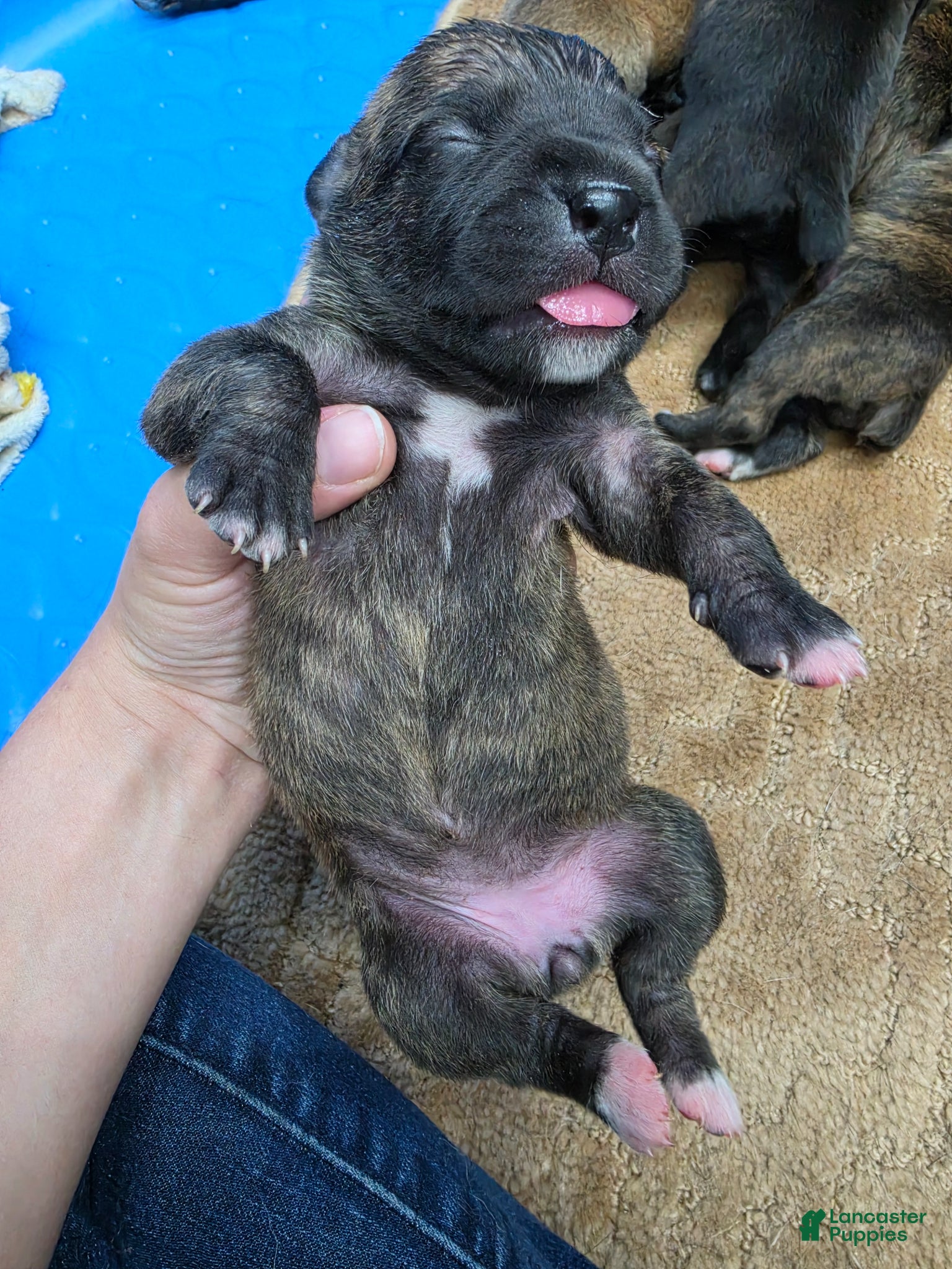 Cane Corso dogs Cane Corso Puppy 2 - Ad 6