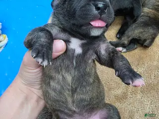 Cane Corso dogs Cane Corso Puppy 2 - Ad 6