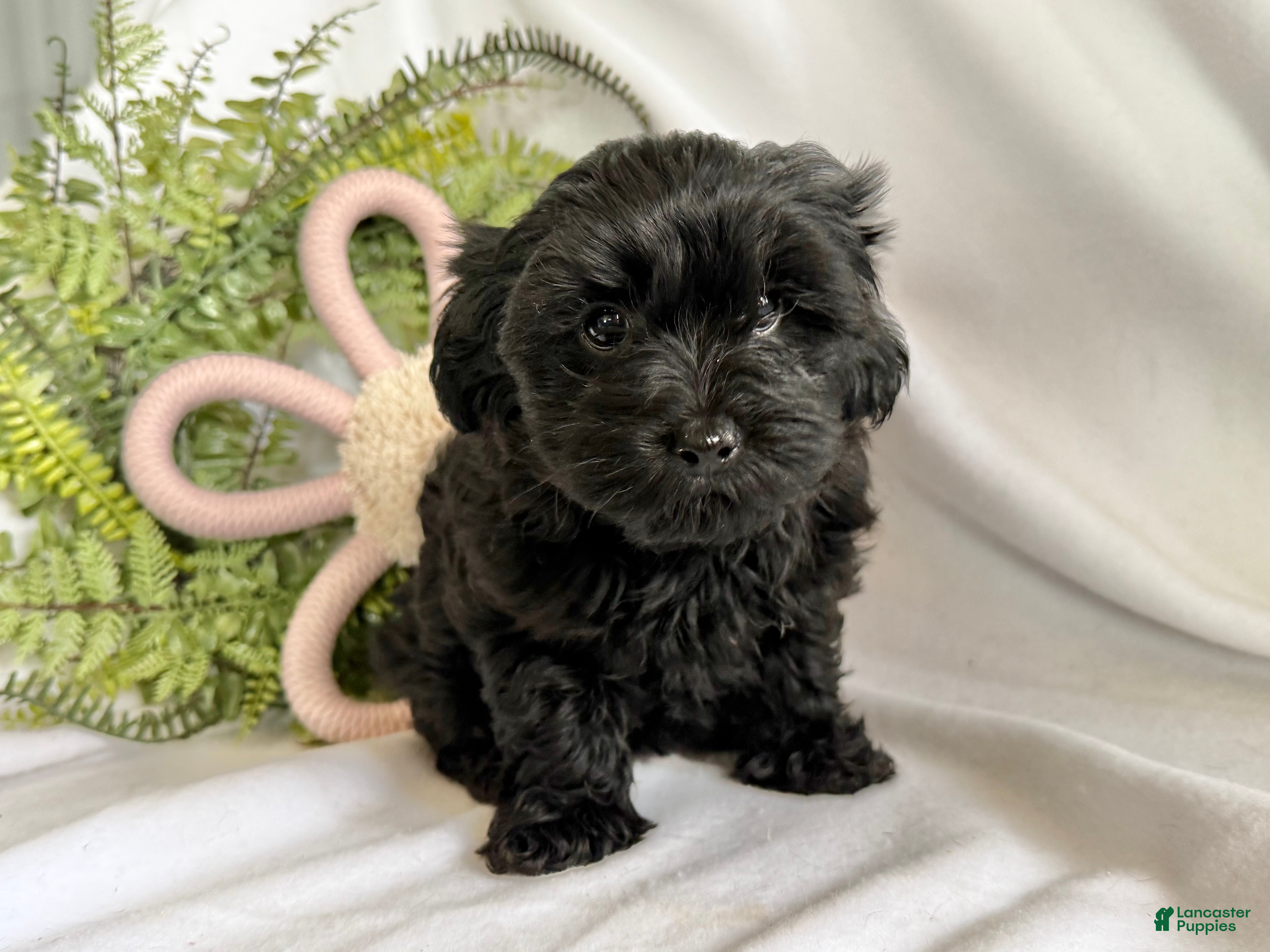 Yorkiepoo dogs Midnight - Ad 2