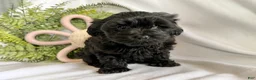 Yorkiepoo dogs for sale: Midnight - Ad 5