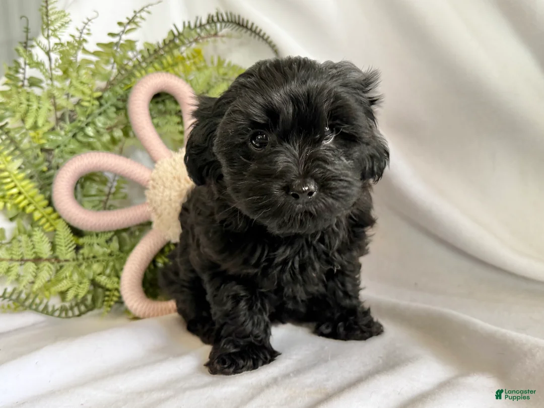 Yorkiepoo dogs for sale: Midnight - Ad 5