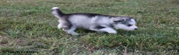 Alaskan Malamute dogs for sale: Yukon - Ad 3