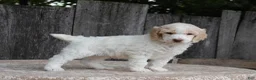 Standard Poodle dogs for sale: Pebble AKC Standard Poodle - Ad 23