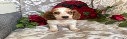 Miniature Dachshund dogs for sale: Baxter - Ad 3