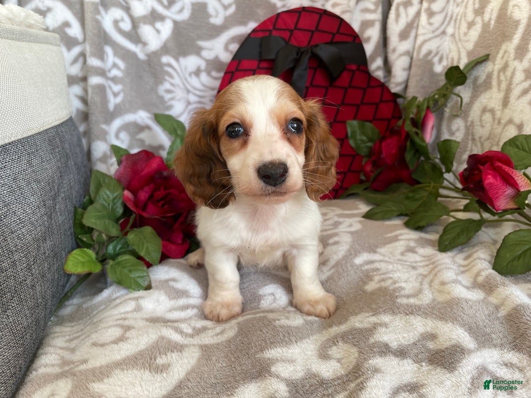 Miniature Dachshund dogs for sale: Baxter - Ad 3