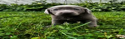 Labrador Retriever dogs for sale: Oleander - Ad 7