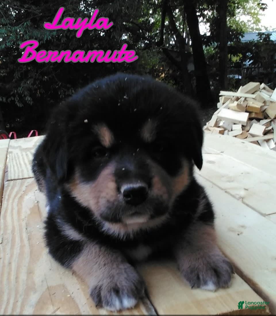 Bernese Mountain Dog dogs Layla - Ad 24