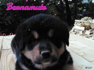 Bernese Mountain Dog dogs Layla - Ad 8