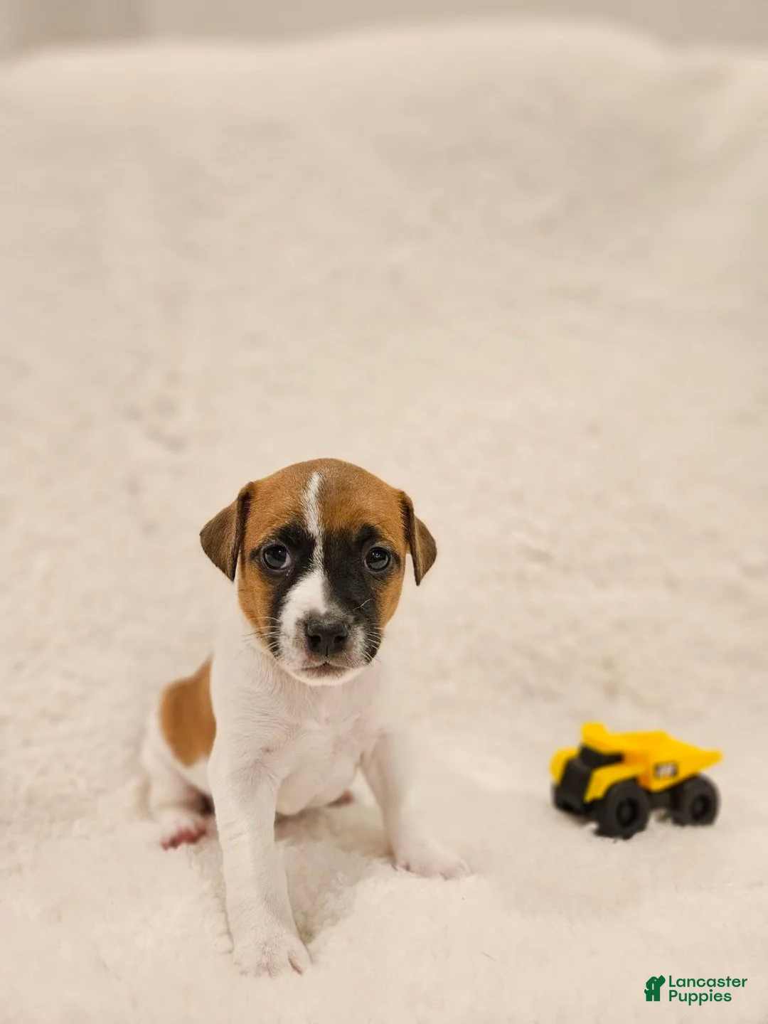 Rat Terrier dogs for sale: Rusty - Ad 1