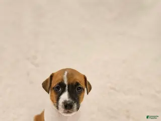 Rat Terrier dogs Rusty - Ad 2