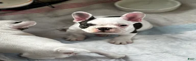 French Bulldog Puppy 1 “Seamus”