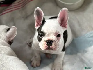 French Bulldog dogs French Bulldog Puppy 1 “Seamus” - Ad 28