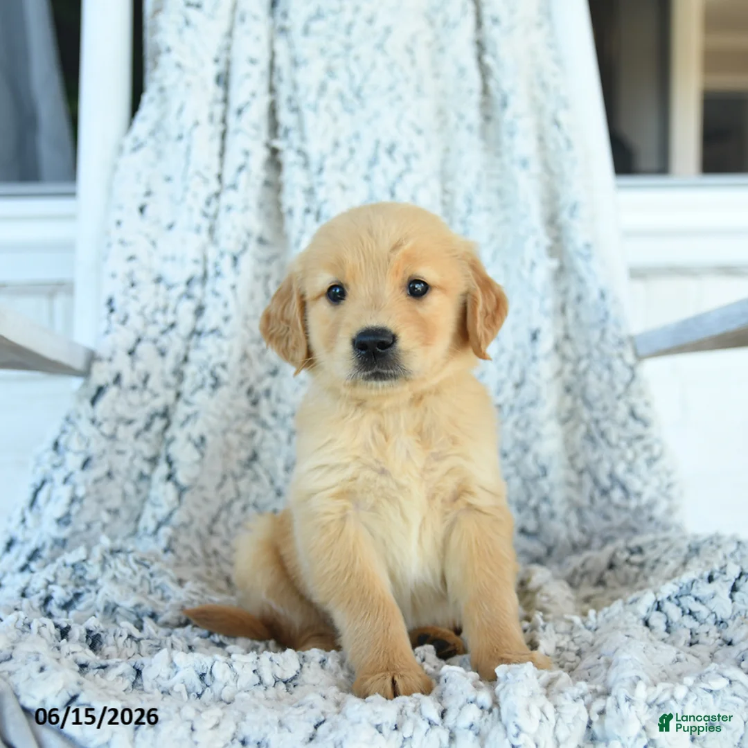 Golden Retriever dogs for sale: Ginger - Ad 1