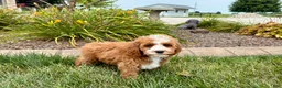 Cavapoo dogs for sale: Cavapoo female 1 - Ad 7
