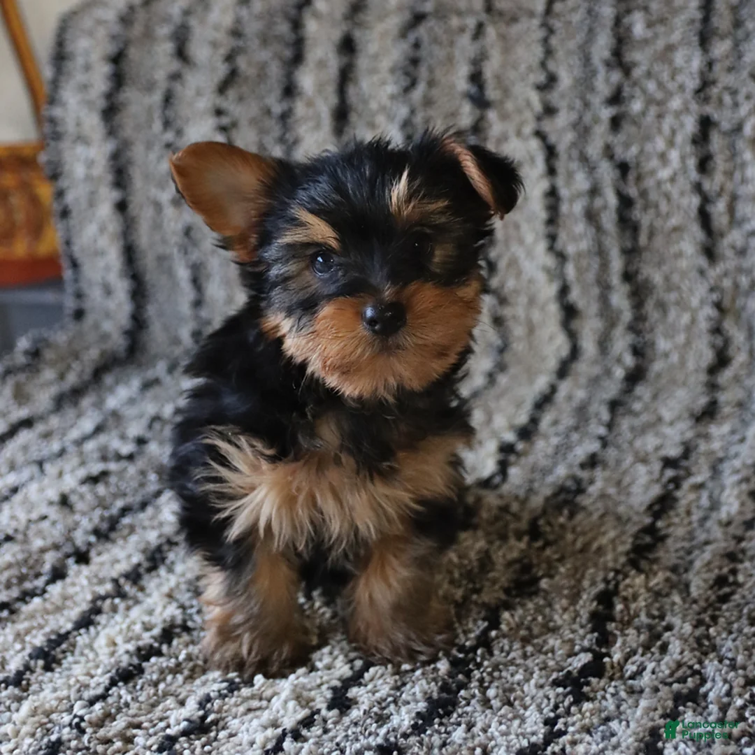 Yorkshire Terrier dogs for sale: Theo - Ad 4