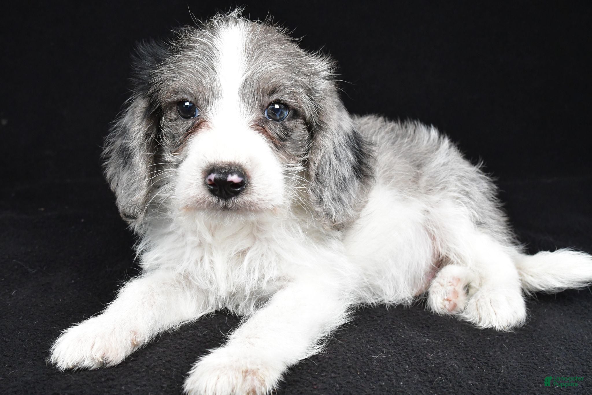Mixed Breed dogs Milo - Ad 2
