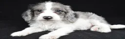 Mixed Breed dogs for sale: Milo - Ad 2