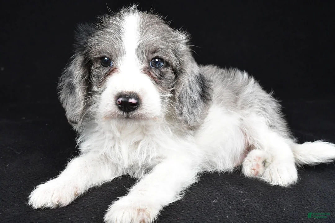 Mixed Breed dogs for sale: Milo - Ad 2