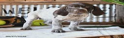 German Shorthaired Pointer dogs for sale: Bella   - Ad 4