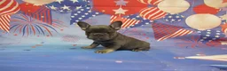French Bulldog dogs for sale: AKC Lavender - Ad 4