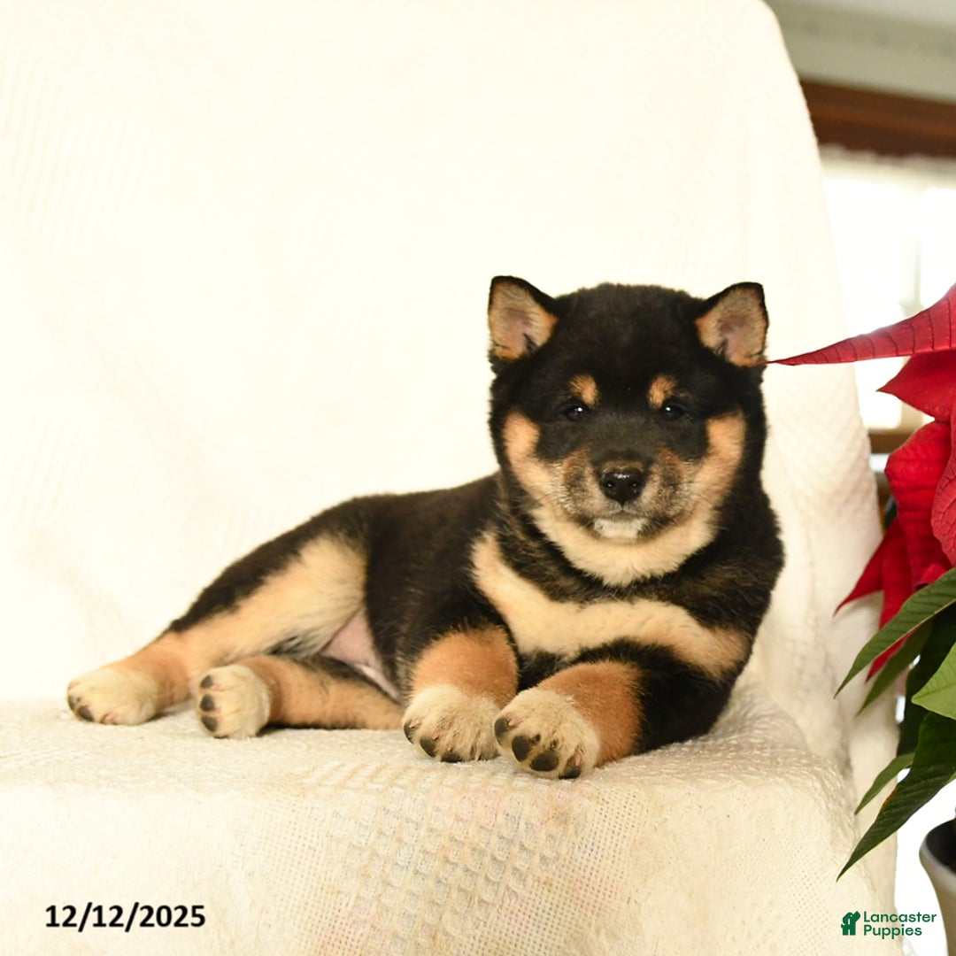 Shiba Inu dogs for sale: Pip  - Ad 3