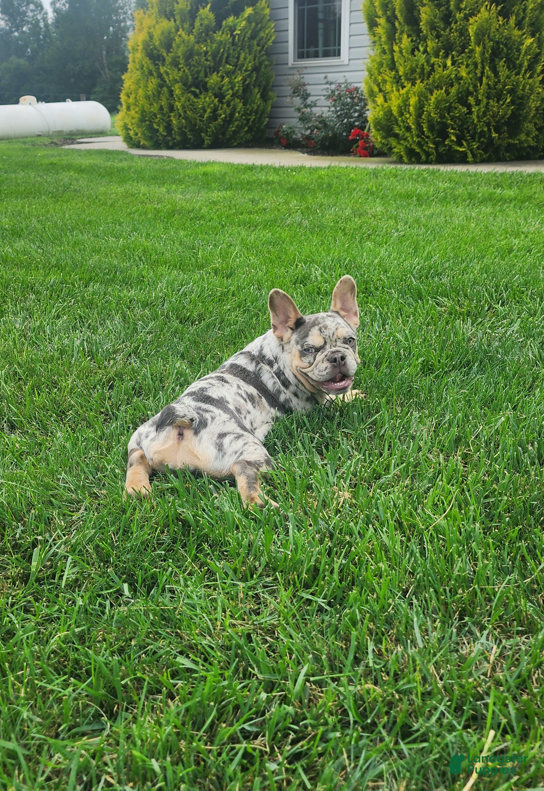 French Bulldog dogs Jamie  - Ad 7