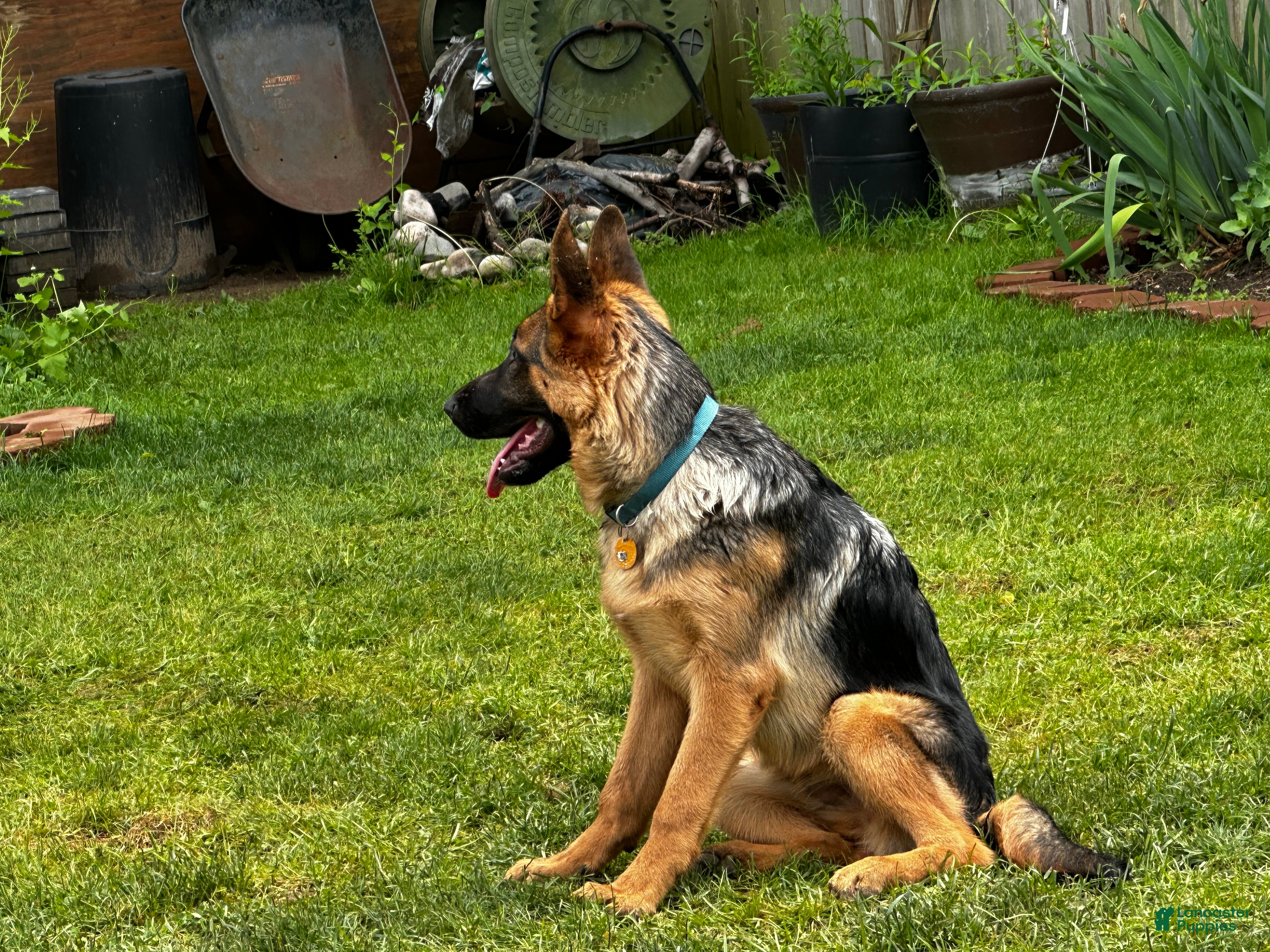 German Shepherd dogs German Shepherd 1 - Ad 2
