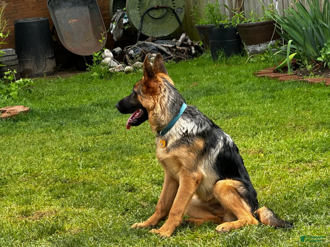 German Shepherd dogs for sale: German Shepherd 1 - Ad 2