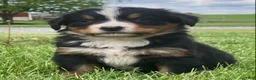Bernese Mountain Dog dogs for sale: Paris  - Ad 5