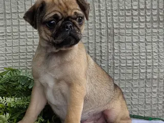 Pug dogs for sale: Bentley - Ad 3